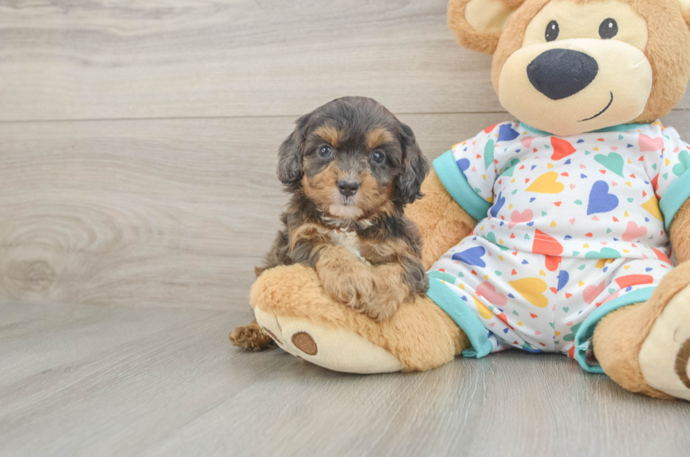 5 week old Cavapoo Puppy For Sale - Premier Pups