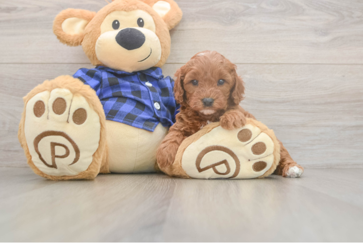 Fluffy Cavapoo Poodle Mix Pup