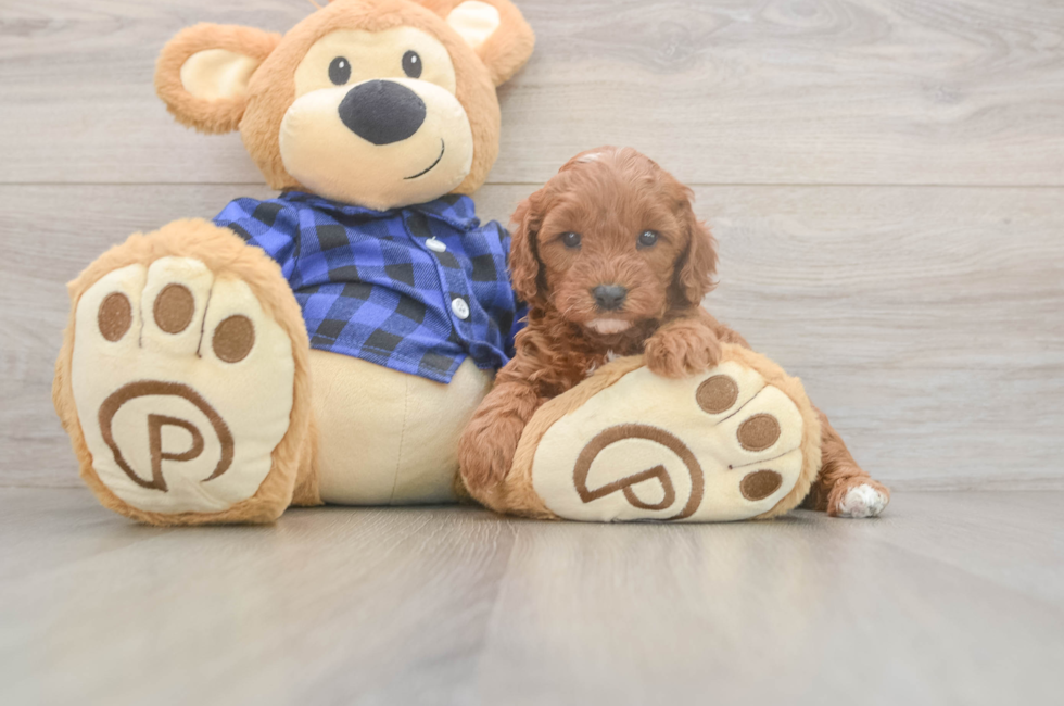 5 week old Cavapoo Puppy For Sale - Premier Pups