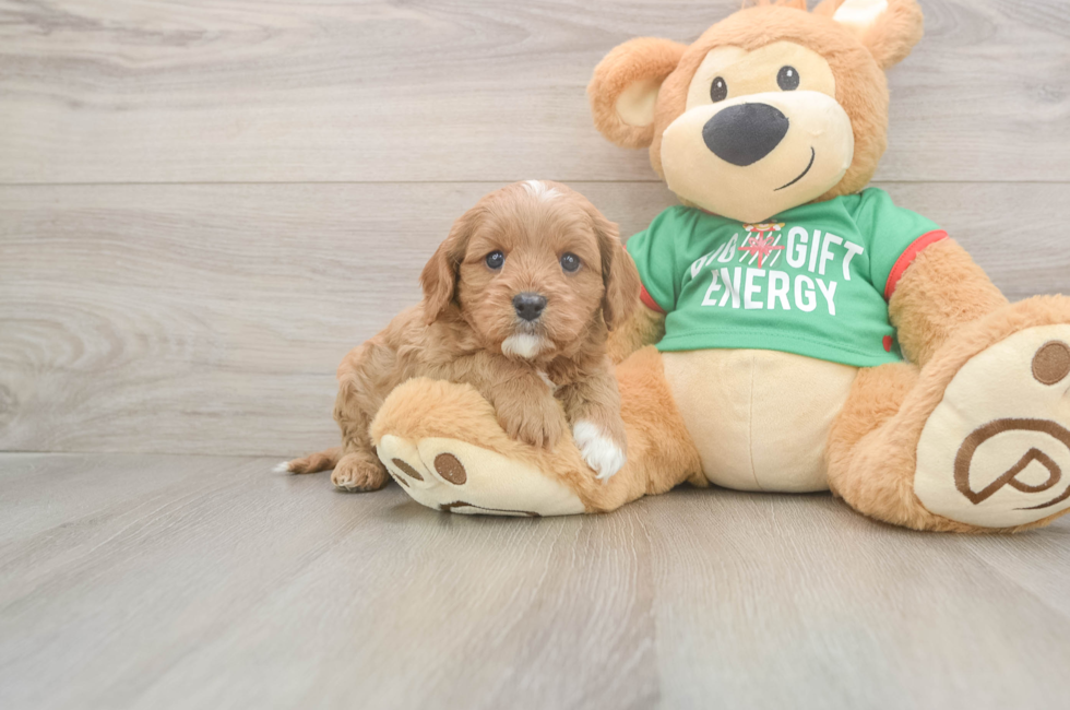 5 week old Cavapoo Puppy For Sale - Premier Pups