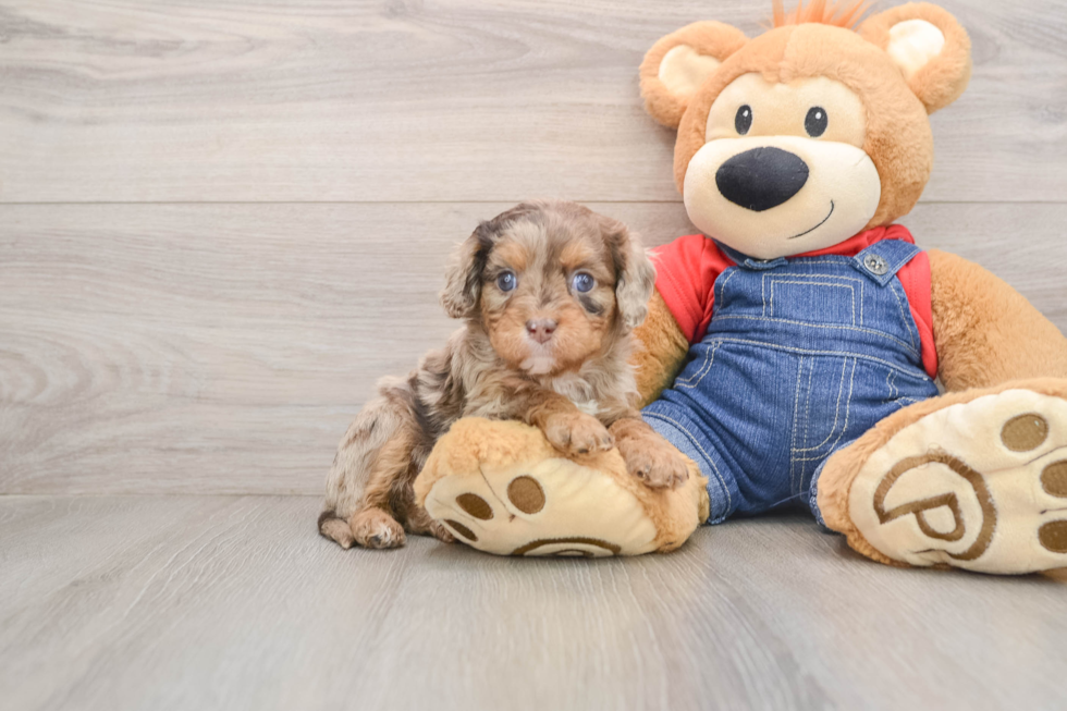 Hypoallergenic Cavadoodle Poodle Mix Puppy