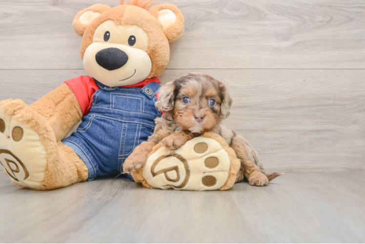 Small Cavapoo Baby
