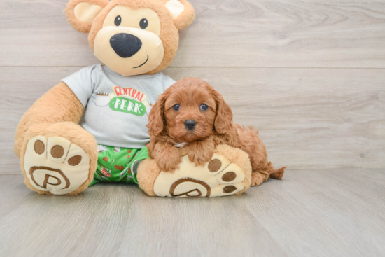 Little Cavipoo Poodle Mix Puppy