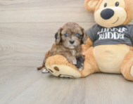 7 week old Cavapoo Puppy For Sale - Premier Pups