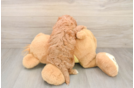 Cavapoo Pup Being Cute