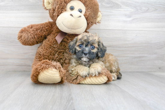 Cavapoo Pup Being Cute