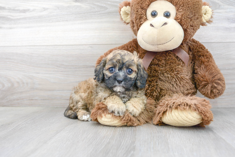 Popular Cavapoo Poodle Mix Pup