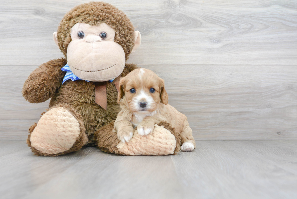 Cavapoo Pup Being Cute