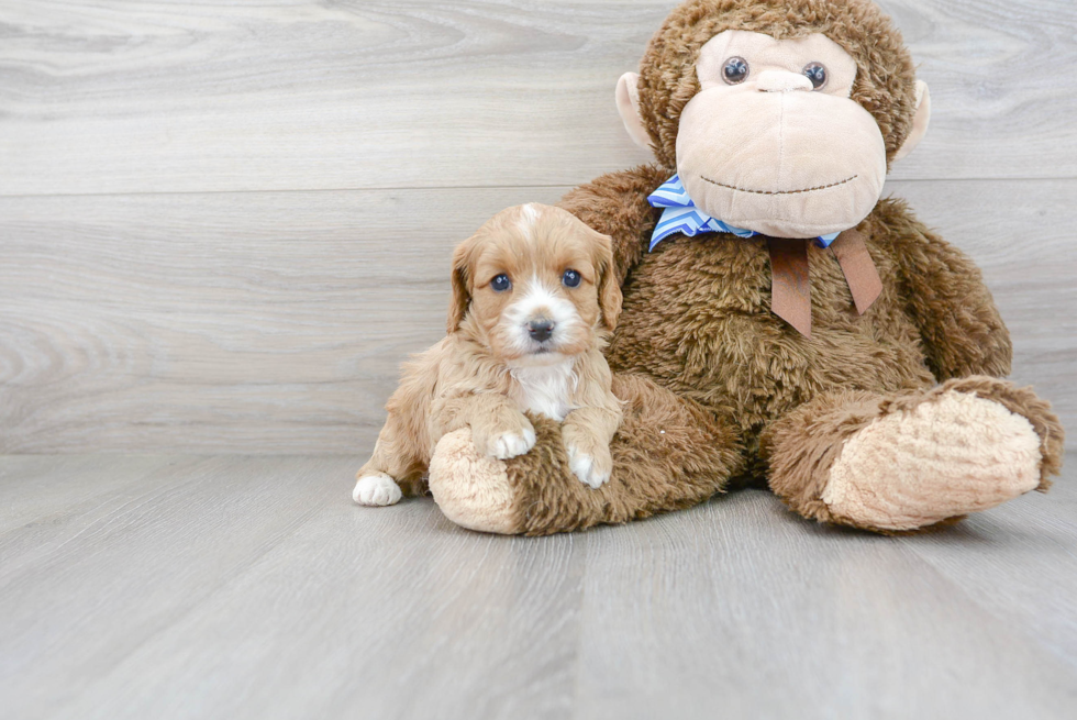 Popular Cavapoo Poodle Mix Pup