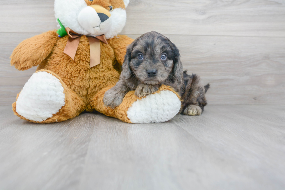 Cavapoo Puppy for Adoption