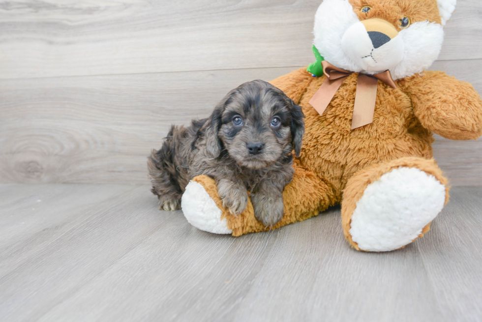 Cavapoo Pup Being Cute