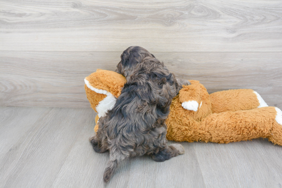 Best Cavapoo Baby