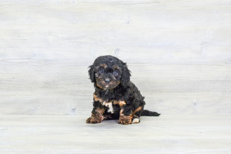 Fluffy Cavapoo Poodle Mix Pup