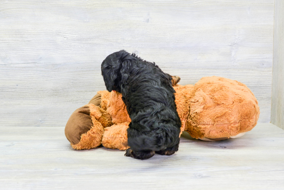 Happy Cavapoo Baby