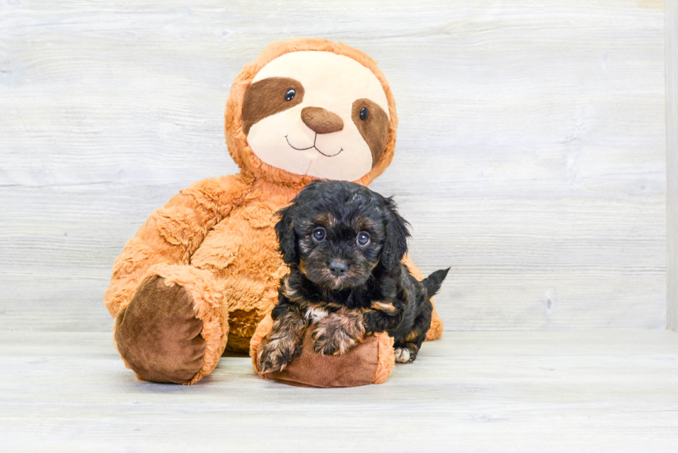 Cavapoo Puppy for Adoption