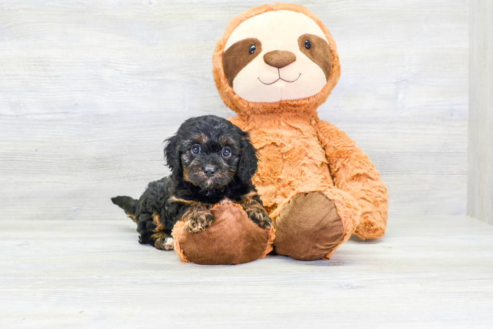 Friendly Cavapoo Baby