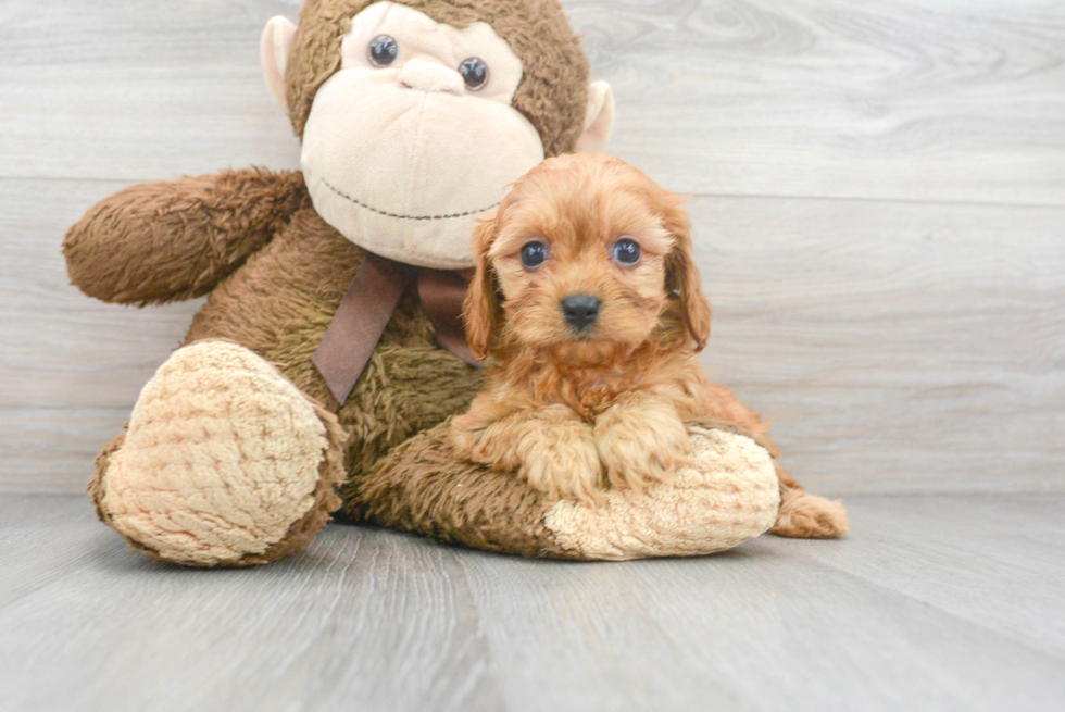 Best Cavapoo Baby