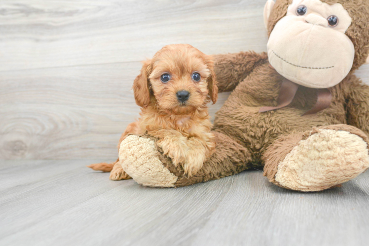 Little Cavoodle Poodle Mix Puppy