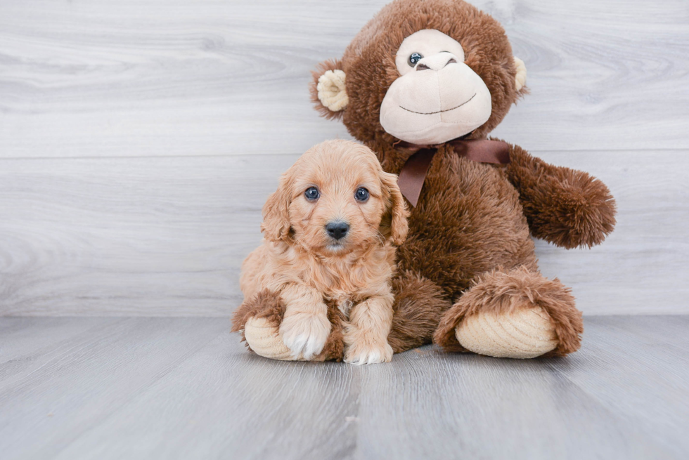 Sweet Cavapoo Baby