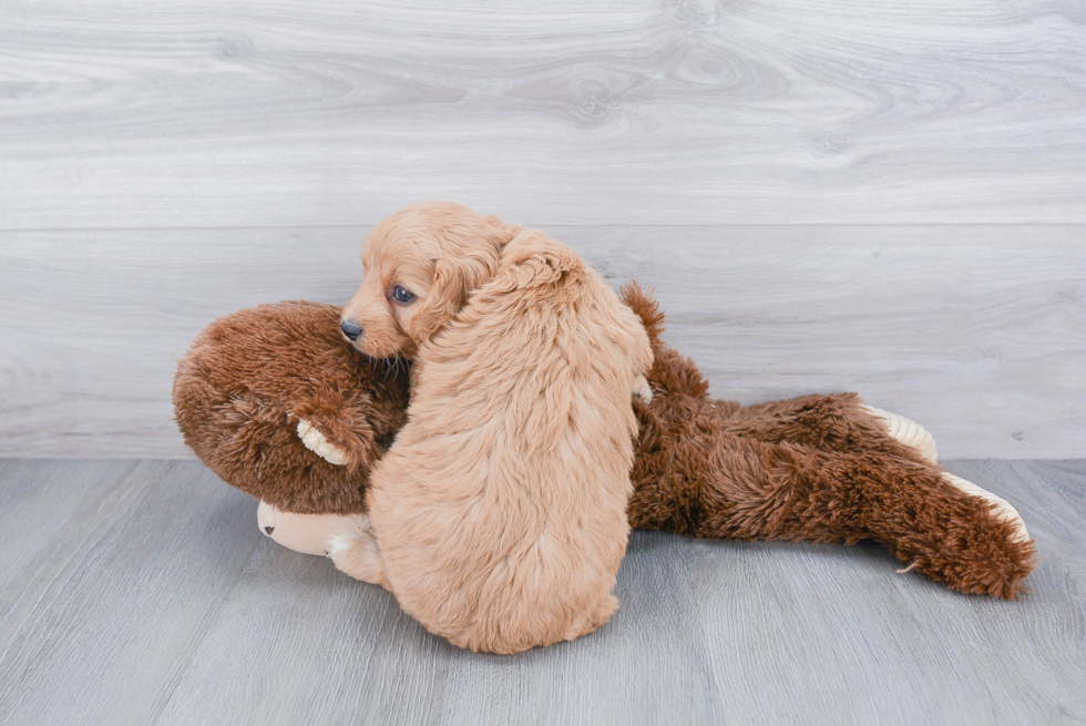 Happy Cavapoo Baby