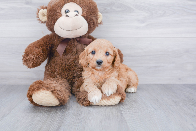 Best Cavapoo Baby