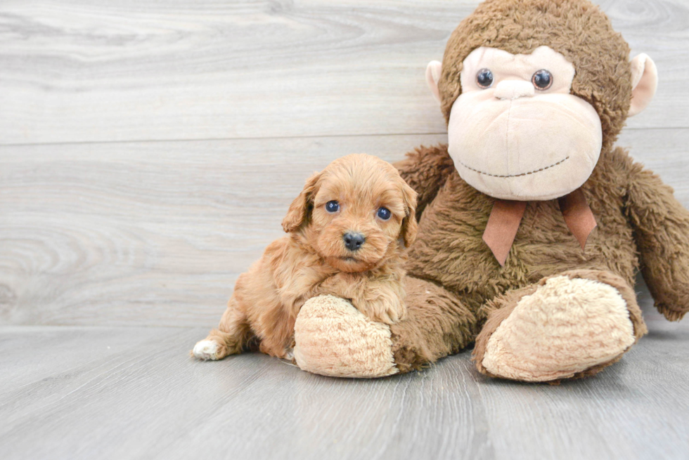 Smart Cavapoo Poodle Mix Pup