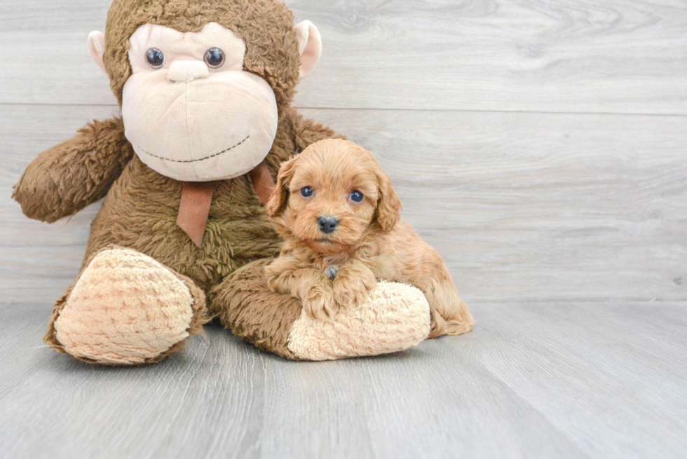 Cavapoo Pup Being Cute