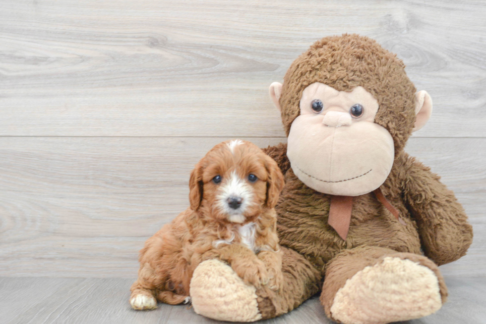 Cavapoo Puppy for Adoption