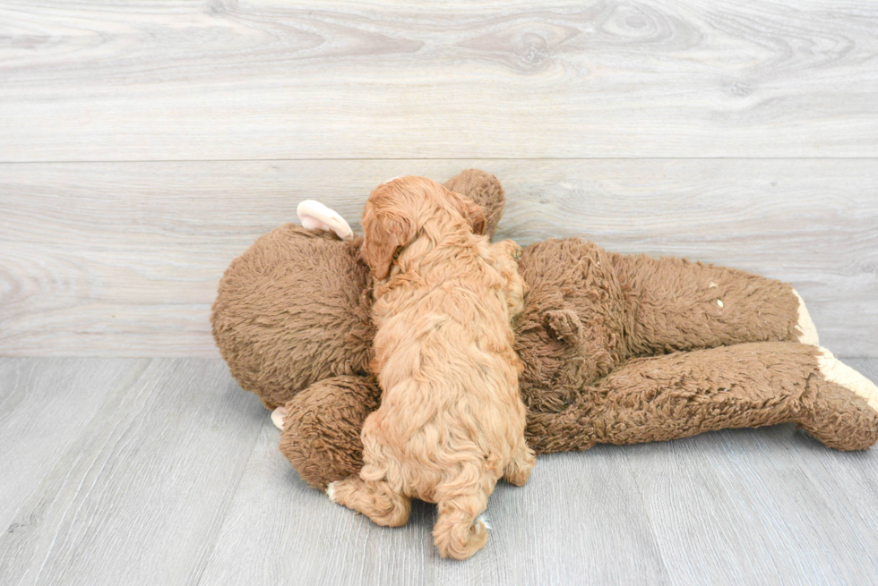 Adorable Cavoodle Poodle Mix Puppy