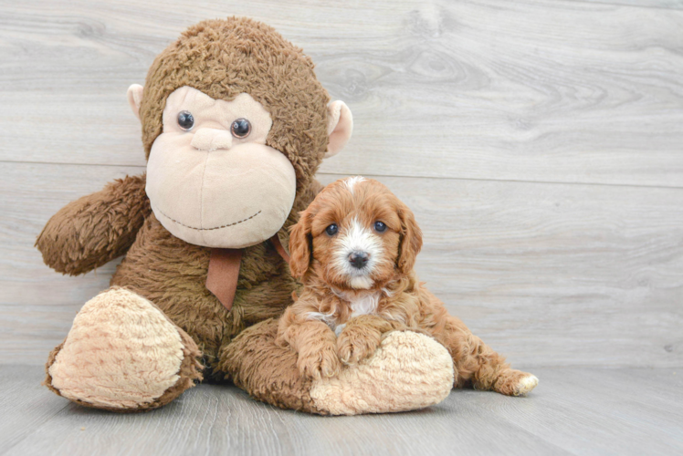 Cavapoo Puppy for Adoption