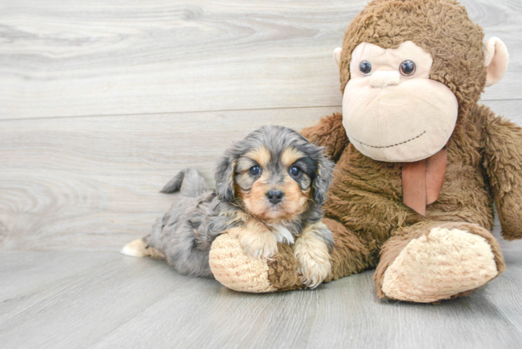 Happy Cavapoo Baby