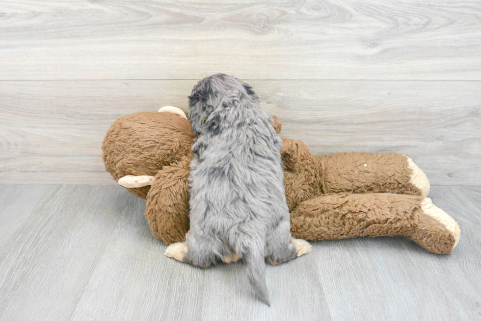 Fluffy Cavapoo Poodle Mix Pup