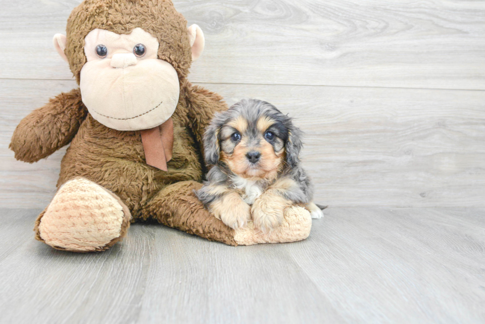Happy Cavapoo Baby
