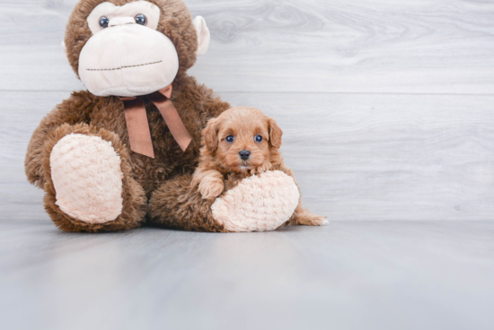 Popular Cavapoo Poodle Mix Pup