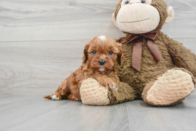 Smart Cavapoo Poodle Mix Pup