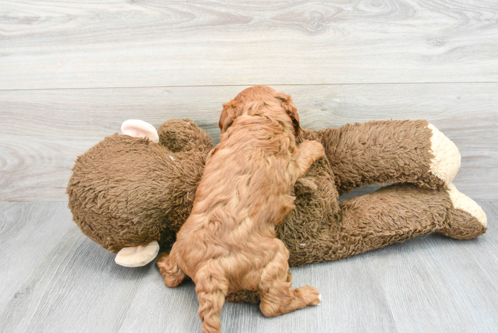 Best Cavapoo Baby