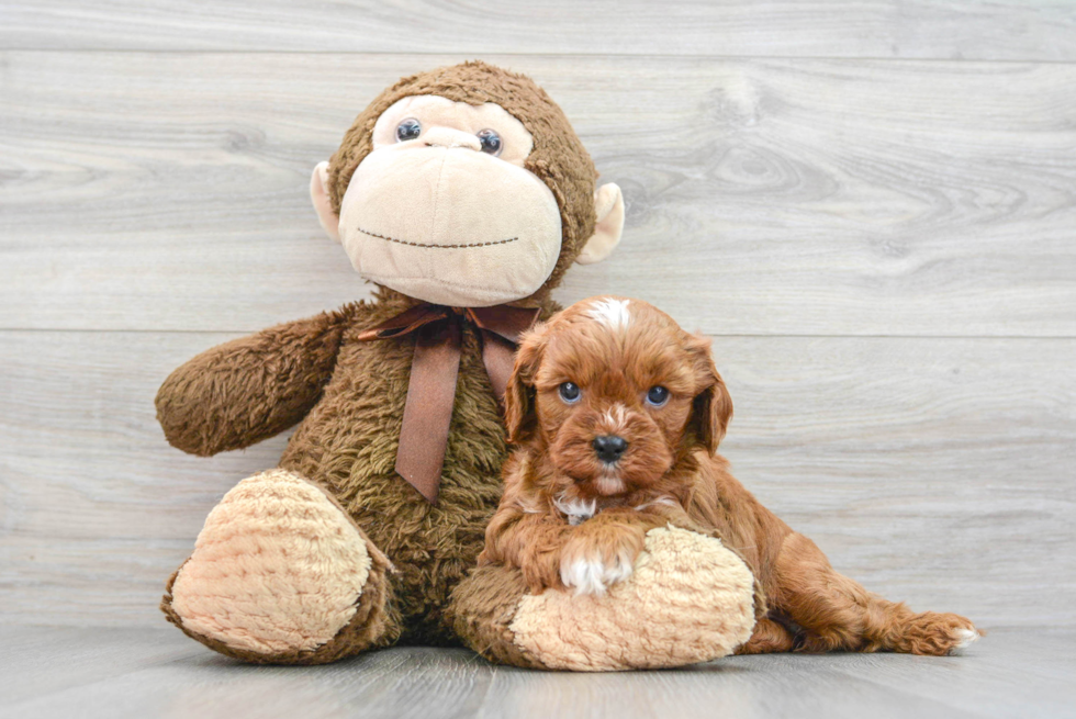 Cavapoo Pup Being Cute