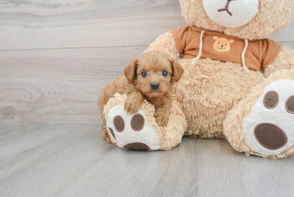 Petite Cavapoo Poodle Mix Pup