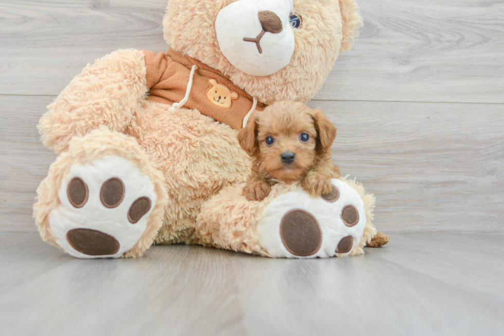 Smart Cavapoo Poodle Mix Pup