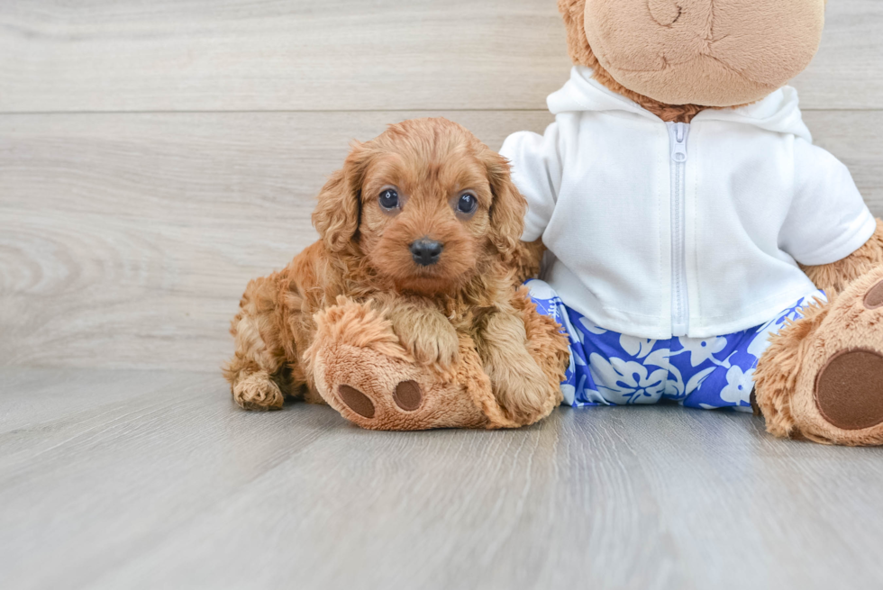 Best Cavapoo Baby