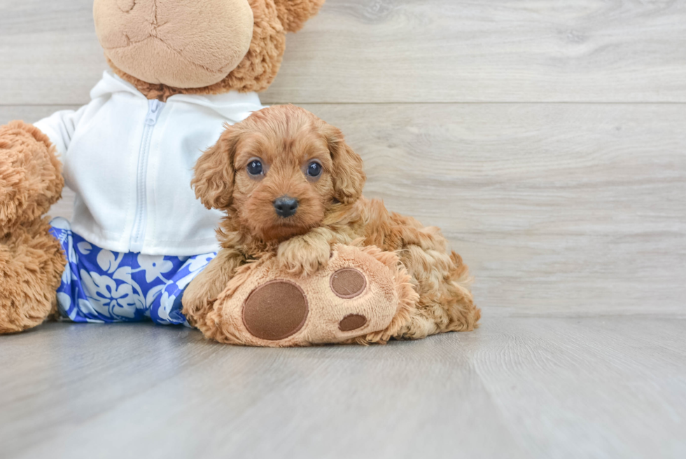 Cavapoo Pup Being Cute