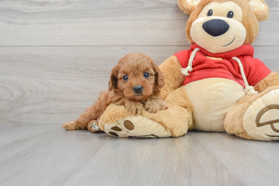 Cavapoo Puppy for Adoption