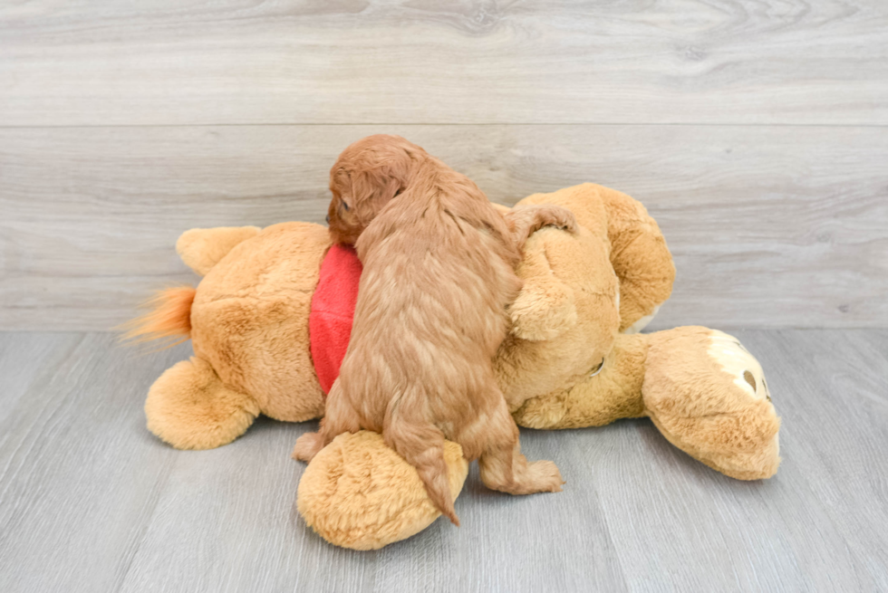 Funny Cavapoo Poodle Mix Pup