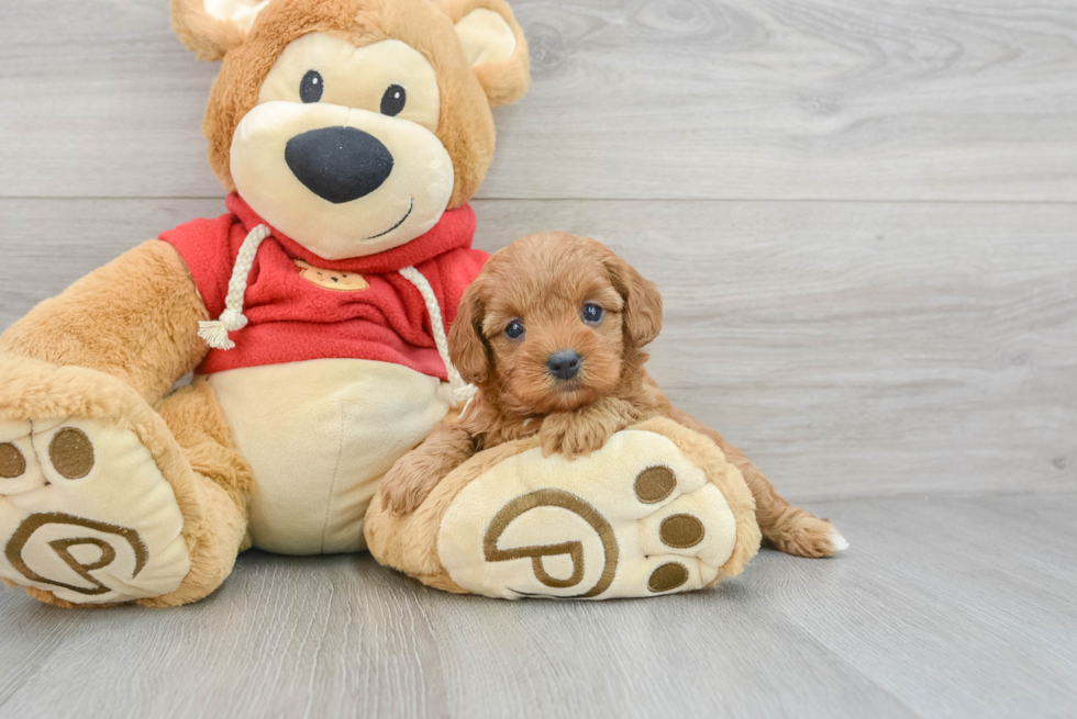 Little Cavoodle Poodle Mix Puppy