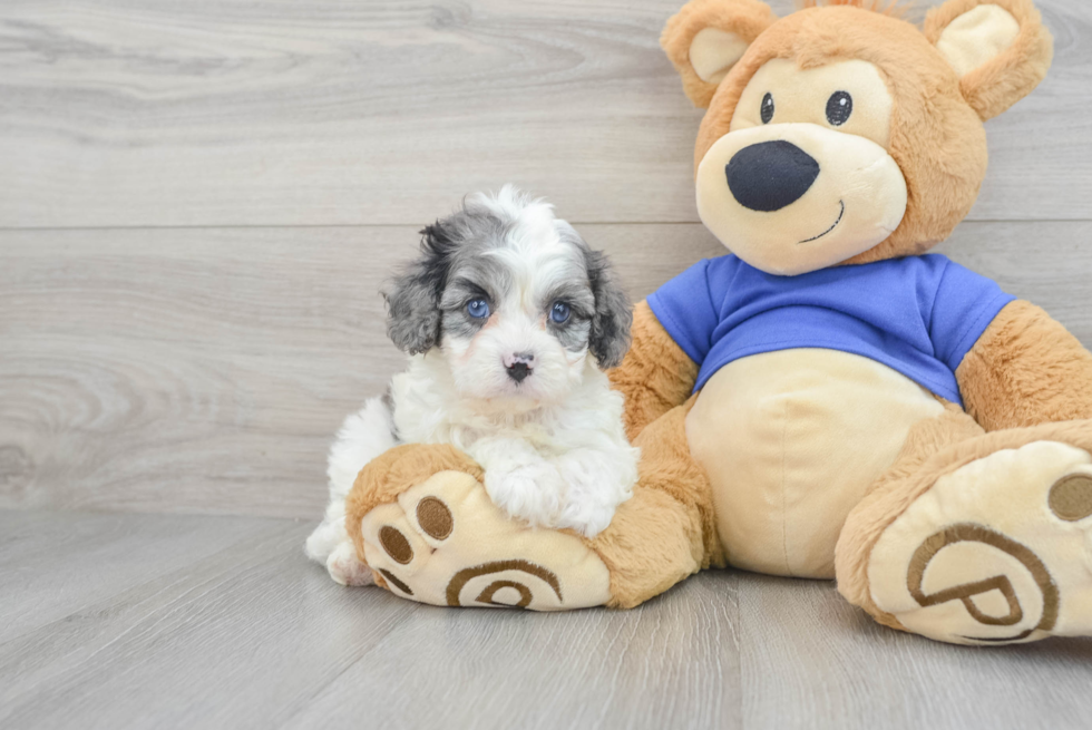 Small Cavapoo Baby