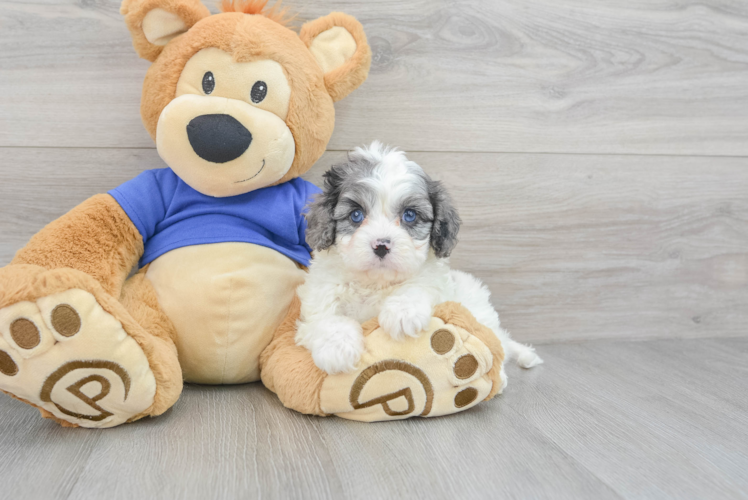 Cavapoo Pup Being Cute