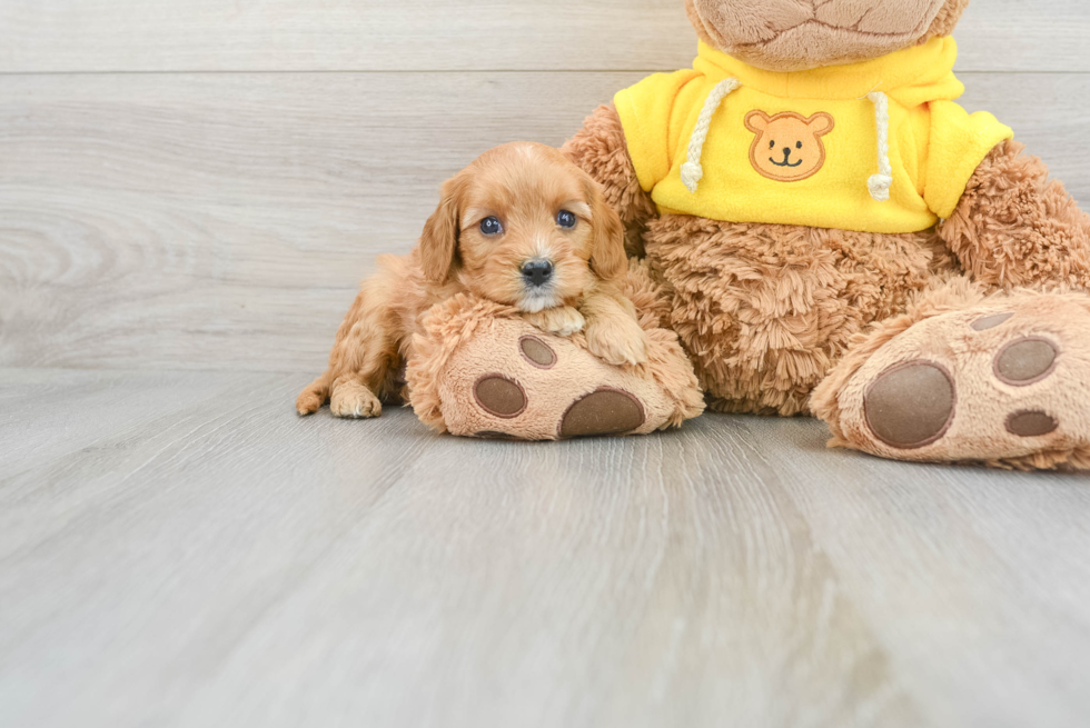 Cavapoo Pup Being Cute