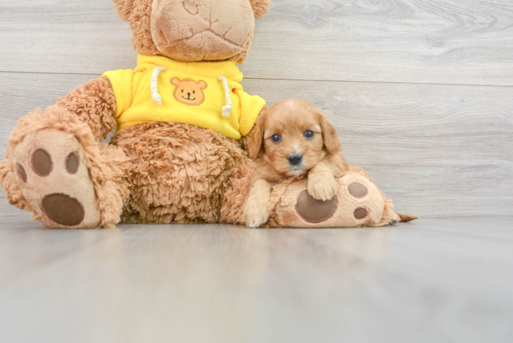 Cute Cavapoo Baby