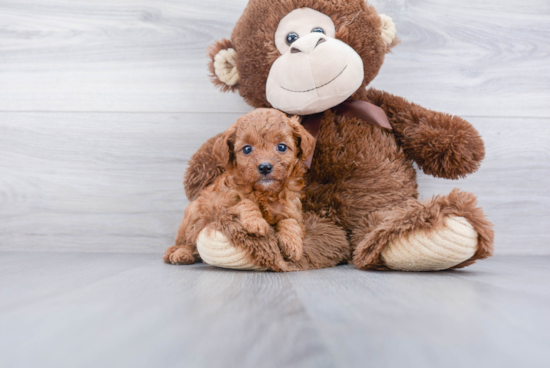 Best Cavapoo Baby