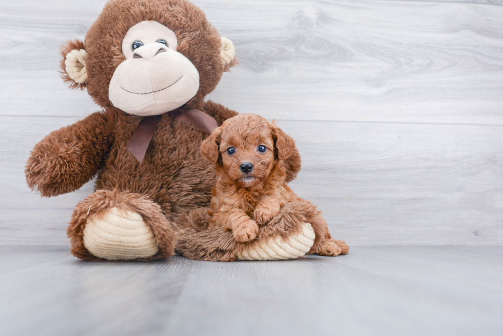 Smart Cavapoo Poodle Mix Pup